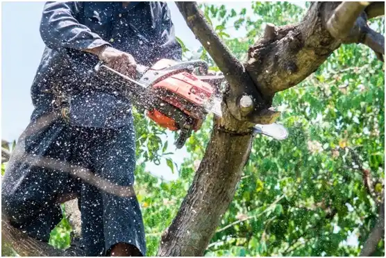 tree services Hanna